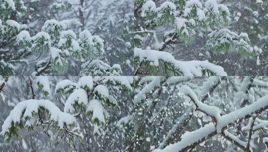 冬天森林雪景下雪01高清在线视频素材下载