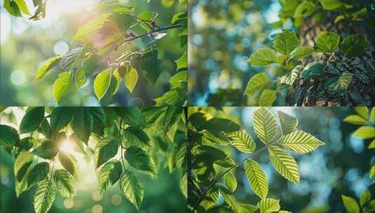 树林阳光夏日树叶夏天大自然唯美风景风光a高清在线视频素材下载