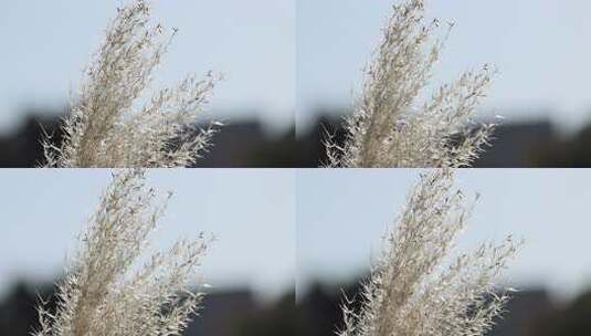 阳光下随风飘动的芦苇高清在线视频素材下载