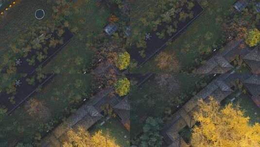 航拍古寺千年银杏秋景西安古观音禅寺高清在线视频素材下载