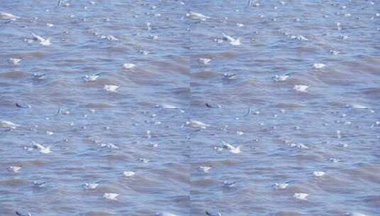 海面上海鸥群飞与浮游景象高清在线视频素材下载