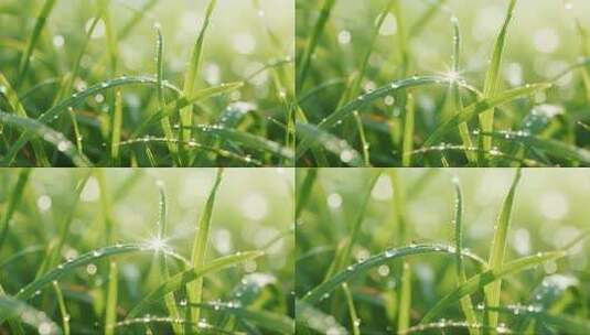 立春清晨青草露珠唯美治愈风光视频高清在线视频素材下载
