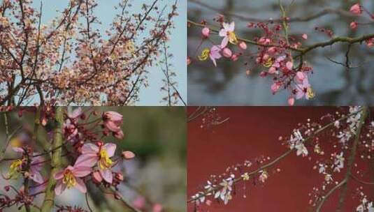 春天的花儿树枝万物复苏视频高清在线视频素材下载