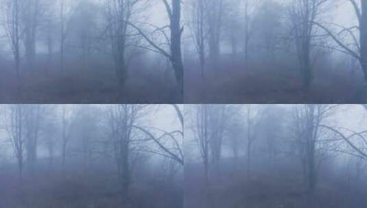 雾蒙蒙的森林景观高清在线视频素材下载