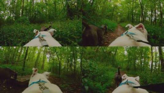 男人带宠物在森林散步高清在线视频素材下载