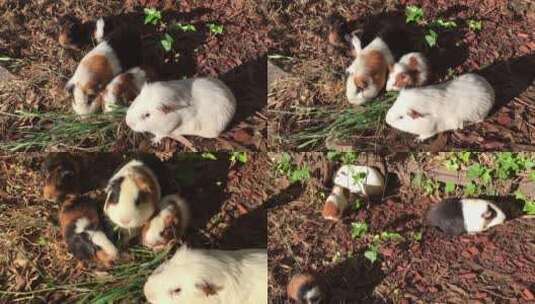 四只吃草的小豚鼠高清在线视频素材下载