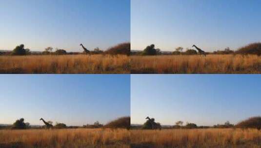走路的长颈鹿 高清在线视频素材下载