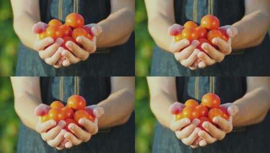 农民手里捧着红色西红柿高清在线视频素材下载