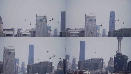 鸟在城市中飞行高清在线视频素材下载