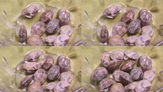 清洗花蛤文蛤吐沙子 (5)高清在线视频素材下载