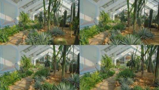 沙漠植物沙生植物温室大棚高清在线视频素材下载