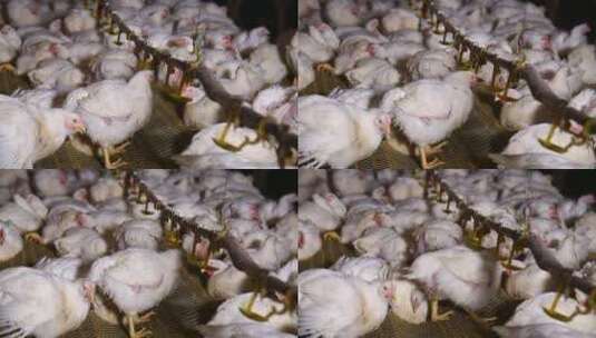 激素鸡谣言探秘鸡肉养殖场高清在线视频素材下载