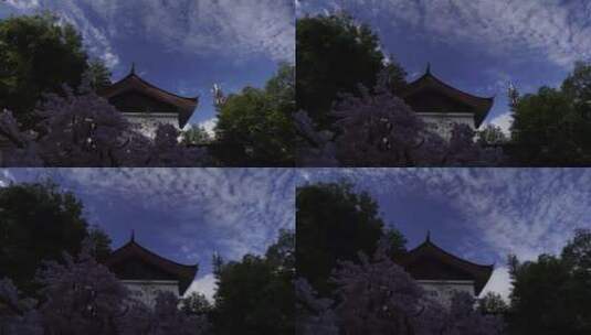 丽江纳西族园林传统建筑文化阳光洒进樱花高清在线视频素材下载