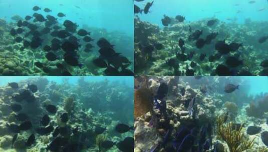 海底的游鱼剪影高清在线视频素材下载
