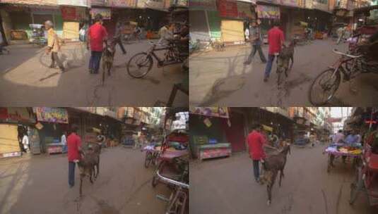 男人和山羊在印度街上高清在线视频素材下载