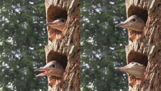 一只红腹啄木鸟从树上的巢穴向外看高清在线视频素材下载