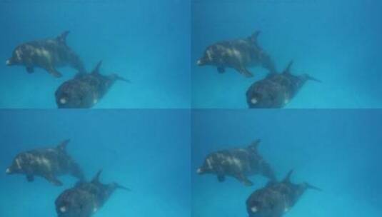 水下游泳的海豚高清在线视频素材下载