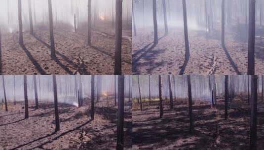森林火灾的延时镜头高清在线视频素材下载