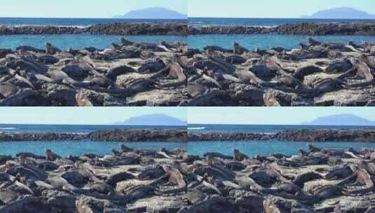 鬣蜥伪装在火山岩上高清在线视频素材下载