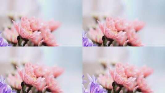 盛开的雏菊花高清在线视频素材下载