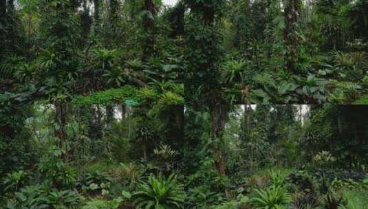 阴暗潮湿的热带雨林高清在线视频素材下载