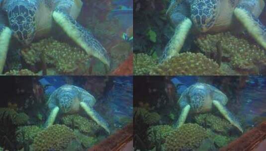 【镜头合集】水族馆深水海龟进食高清在线视频素材下载