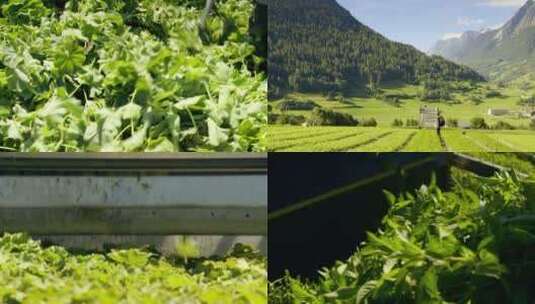 药草种植采集高清在线视频素材下载