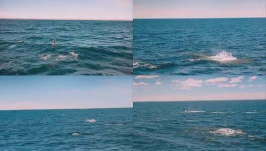 海豚海面跳跃海洋动物高清在线视频素材下载
