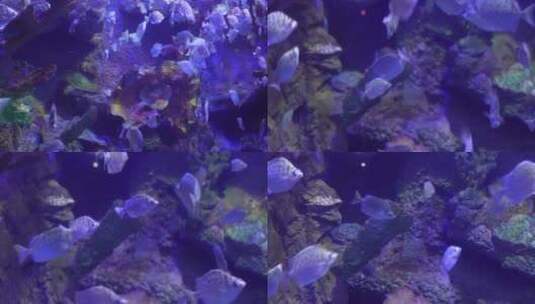 【镜头合集】深海鱼群小鱼水下海底世界高清在线视频素材下载