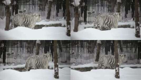白虎在雪地里行走高清在线视频素材下载