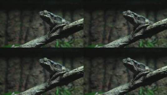 坐在树枝上的青蛙高清在线视频素材下载