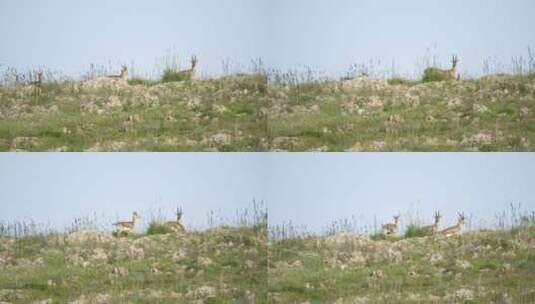 在山上行走的鹿科动物高清在线视频素材下载