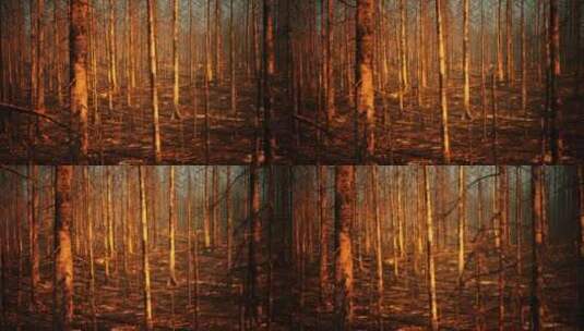 4K森林树林火灾环境破坏视频素材高清在线视频素材下载