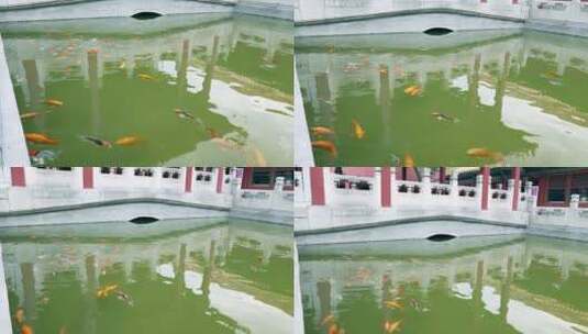 中国北京故宫博物院御花园的金鱼池高清在线视频素材下载
