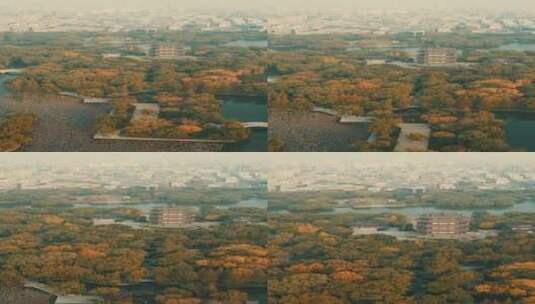 城市秋天枯黄树叶竖屏航拍高清在线视频素材下载