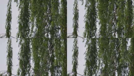 刮风吹动树叶摇摆植物高清在线视频素材下载