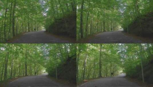 森林大道高清在线视频素材下载