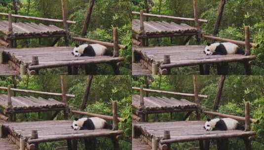 户外木头上熟睡的熊猫幼崽高清在线视频素材下载