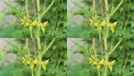 番茄花朵特写高清在线视频素材下载