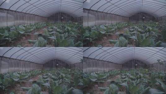 蔬菜大棚 现代种植业高清在线视频素材下载