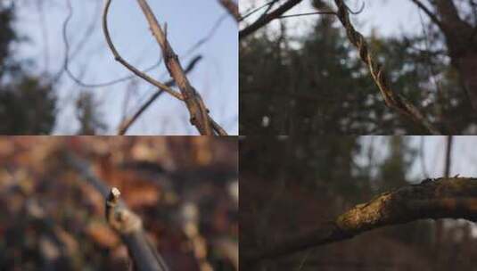 冬季森林高清实拍素材高清在线视频素材下载