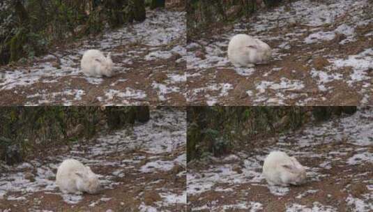 【雪地】雪地里的兔子高清在线视频素材下载