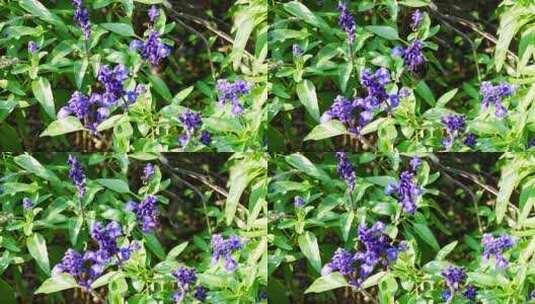 熊峰在紫色薰衣草花丛采蜜高清在线视频素材下载