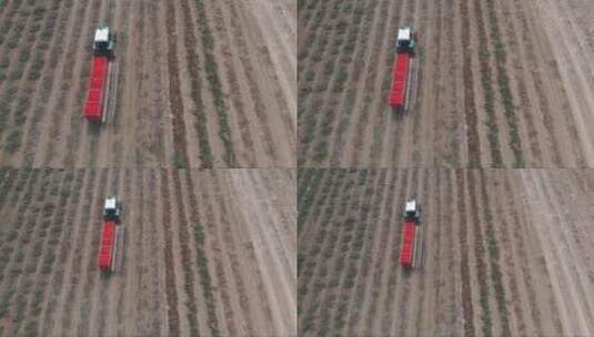 飞越农业。在田间采摘西红柿的机械高清在线视频素材下载