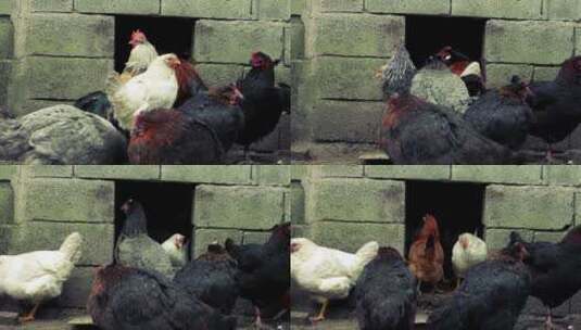 鸡群在鸡舍外觅食高清在线视频素材下载