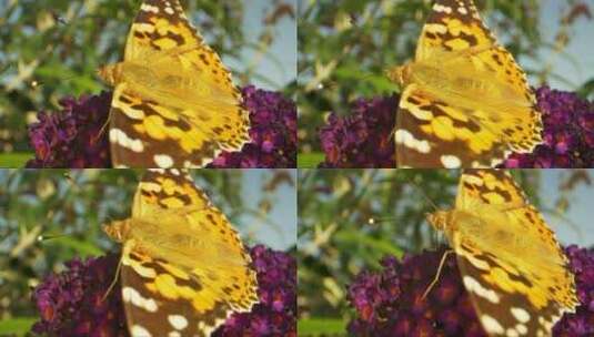 夏日蝴蝶的宏观拍摄高清在线视频素材下载