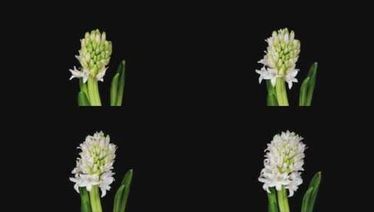 白色的风信子花开放花，流逝在黑色的背景上高清在线视频素材下载
