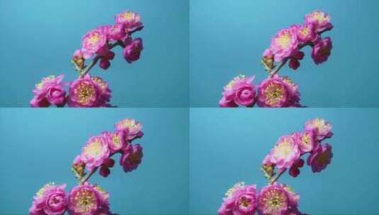 粉色的梅花高清在线视频素材下载