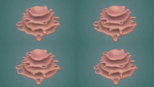 3D医学动画细胞动画 动物细胞 植物细胞高清在线视频素材下载
