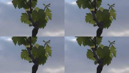 葡萄树叶子特写高清在线视频素材下载